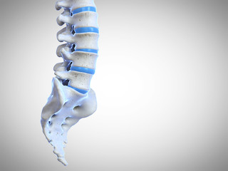 3d rendered medically accurate illustration of the human spine