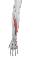 3d rendered medically accurate illustration of the extensor carpi ulnaris