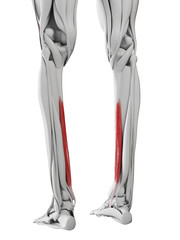 3d rendered medically accurate illustration of the flexor digitorum longus
