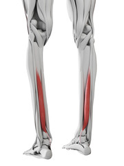 3d rendered medically accurate illustration of the flexor hallucis