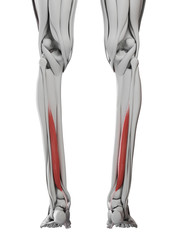 3d rendered medically accurate illustration of the flexor hallucis