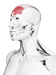 3d rendered medically accurate illustration of the frontalis