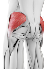 3d rendered medically accurate illustration of the gluteus medius