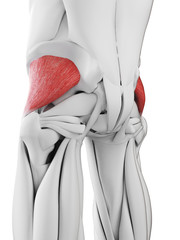 3d rendered medically accurate illustration of the gluteus minimus