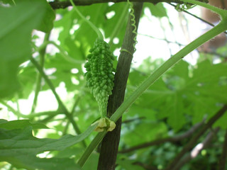 The yellow flower of bitter gourd is blooming in the organic garden.