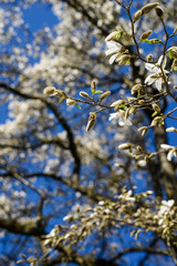 white flowers in spring