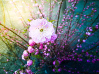 blooming blossoms