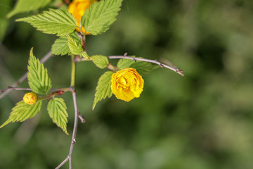 京都ぶらり、鴨川あたりで春の黄色い花