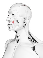 3d rendered medically accurate illustration of the levator anguli oris