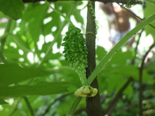 The yellow flower of bitter gourd is blooming in the organic garden.