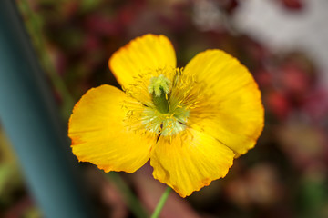 京都ぶらり、鴨川あたりで春の黄色い花