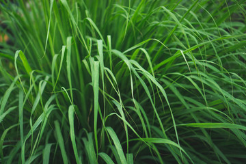 lemongrass in sufficient economy garden