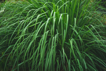 lemongrass in sufficient economy garden