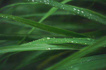 lemongrass in sufficient economy garden