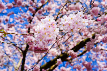 cherry tree blossom