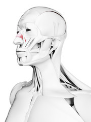 3d rendered medically accurate illustration of the nasalis transverse