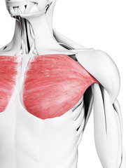 3d rendered medically accurate illustration of the pectoralis major