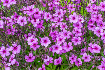 pink flowers in the garden