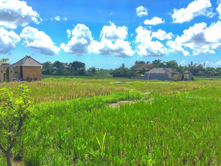 rural landscape with green field and blue sky