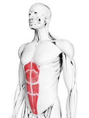 3d rendered medically accurate illustration of the rectus abdominis