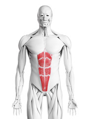 3d rendered medically accurate illustration of the rectus abdominis