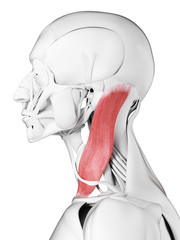3d rendered medically accurate illustration of the sternoclaidomastoid