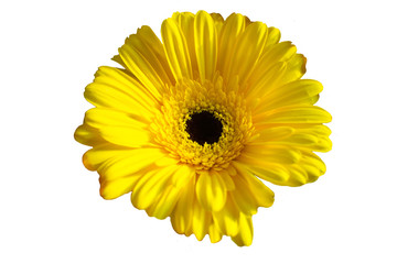 Beautiful daisy gerbera flower isolated on white background