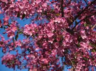 branch of decorative cherry with pink flowers