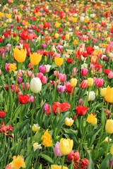 Fototapeta premium Multicolored Tulip Flowers