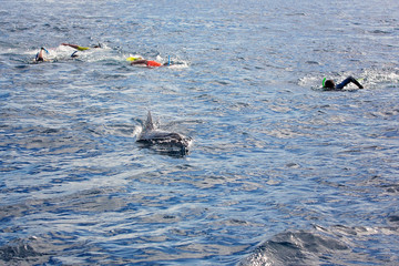 People, snorkeling in the open ocean, swimming with dolphins © Tomsickova