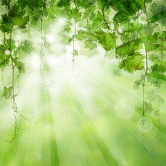 Green leaves with sunlight. Nature bio concept