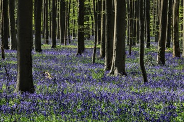 Blue hyacinths from Hal wood (Belgium)