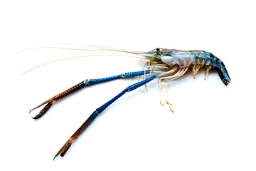 A big fresh river prawn are ready for cooking,to tom Yum Goong,on the White Blackground.
