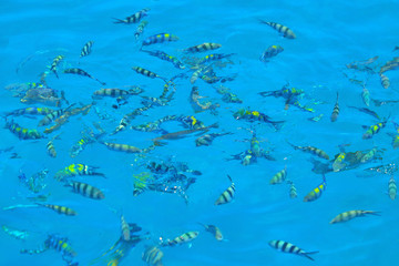 Many fish in the sea are swimming around.