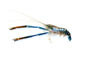 A big fresh river prawn are ready for cooking,to tom Yum Goong,on the White Blackground.