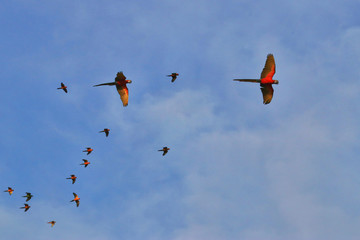 Macaw parrots are flying in groups.