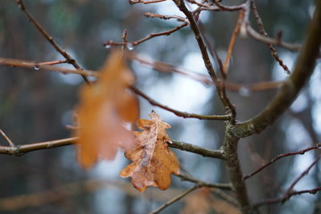 branch of tree with leaves in winter