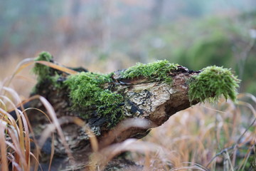 moss on tree