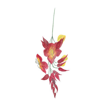 Thunbergia mysorensis (Mysore trumpetvine) flower isolated on white. Hand drawn with watercolor. Indian spice.