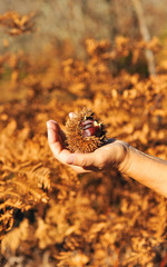 Chestnuts harvested by hand in the Sierra de Aracena, Andalusia, Spain