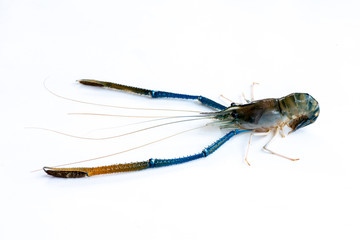 A big fresh river prawn are ready for cooking,to tom Yum Goong,on the White Blackground.