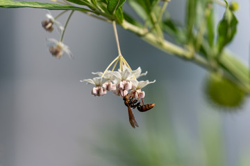 balloon cotton bush flower and Paper wasp