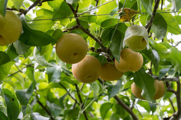 Japanese pear fruit, on the branch