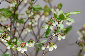 Blueberry Tree and White flower