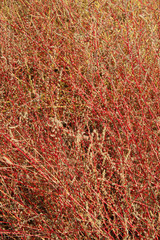 wild red plant in nature