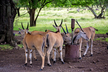 Impala antelopes in the forest. African antelopes, zebras and ostriches in national park
