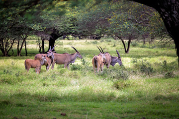 Impala antelopes in the forest. African antelopes, zebras and ostriches in national park
