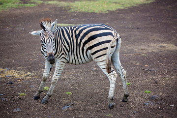 Herd of zebras and ostrich in the wild in park