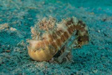 Sea ​​horse in the Red Sea Colorful and beautiful, Eilat Israel