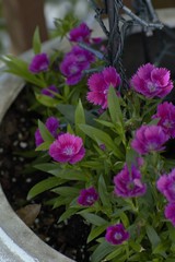 flowers in the garden